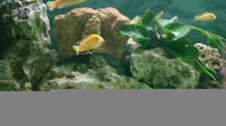 Aquarium Becken 1226