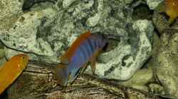 Labidochromis hongi Red Top