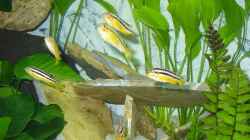 Meine Melanochromis Auratus