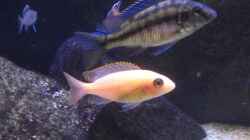 Protomelas Taeniolatus und Aulonocara Fire Fish Weibchen
