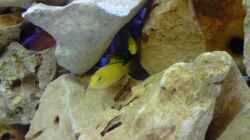 Labidochromis caeruleus `Yellow`