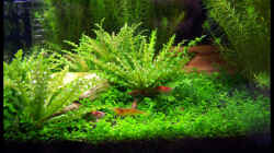 Pflanzen im Aquarium NC20-01