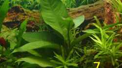 Pflanzen im Aquarium Becken 12454