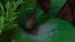 Schmetterlingsbuntbarsche haben Eier gelegt