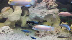 Aquarium Becken 12455