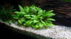 Pflanzen im Aquarium Becken 12464