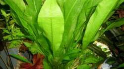 Pflanzen im Aquarium Rio 400