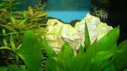 Dekoration im Aquarium Rio 400