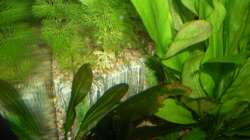 Dekoration im Aquarium Rio 400