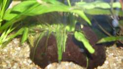 Dekoration im Aquarium Rio 400