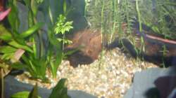 Dekoration im Aquarium Rio 400