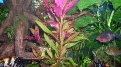 Pflanzen im Aquarium Rio 400