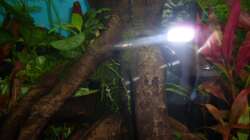 Dekoration im Aquarium Rio 400