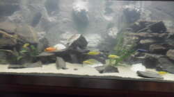 Aquarium Mbuna´s Place