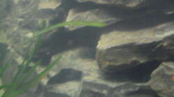 Dekoration im Aquarium Mbuna´s Place