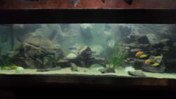 Aquarium Mbuna´s Place