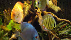 Besatz im Aquarium Becken 12579