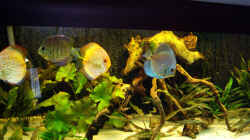 Aquarium Becken 12579