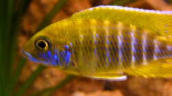 Aulonocara stuartgranti maleri 