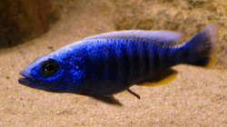Sciaenochromis fryeri male