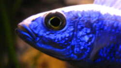 Sciaenochromis fryeri male