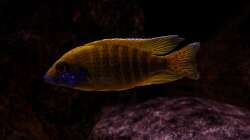 Aulonocara stuartgranti maleri 