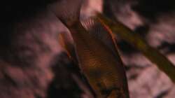 Dimidiochromis Compressiceps male