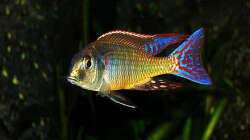 Lethrinops marginatus red fin ab 30. Juni hier zu sehen