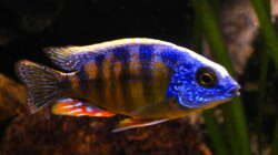 Protomelas fenestratus Taiwan reef male