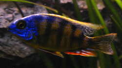 Protomelas fenestratus Taiwan reef male