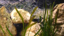 Oberflächenbewegung