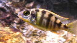 Protomelas fenestratus Taiwan reef male Jungfisch