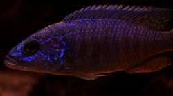 Sciaenochromis fryeri male