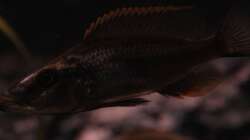 Dimidiochromis Compressiceps male