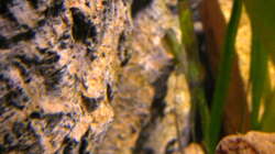 Algen übernehmen die Kontrolle