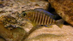 Aulonocara ethelwynnae chitande Island male