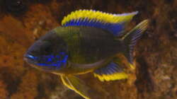 Aulonocara Lwanda yellow top Hai Reef male