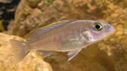 Sciaenochromis fryeri female