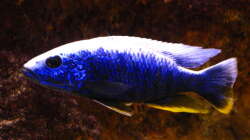Sciaenochromis fryeri male