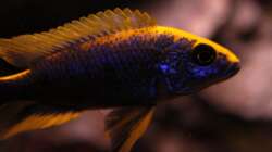 Otopharynx lithobates Zimbawe Rock