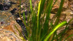 Vallisneria spiralis