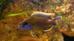 Aulonocara Lwanda yellow top Hai Reef male