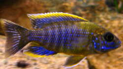 Aulonocara Lwanda yellow top Hai Reef male