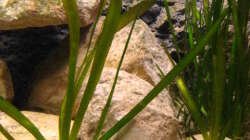 Dekoration im Aquarium Non-Mbunabecken