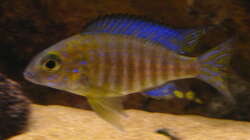 Aulonocara ethelwynnae chitande Island male