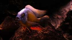 Protomelas fenestratus Taiwan reef male