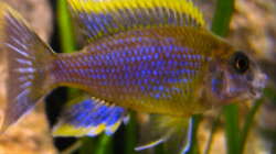 Aulonocara Lwanda yellow top Hai Reef male