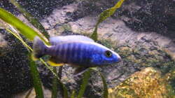 Sciaenochromis fryeri male