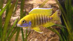 Aulonocara stuartgranti maleri 