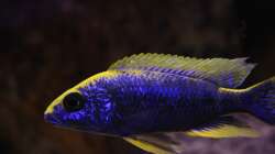 Otopharynx lithobates Zimbawe Rock